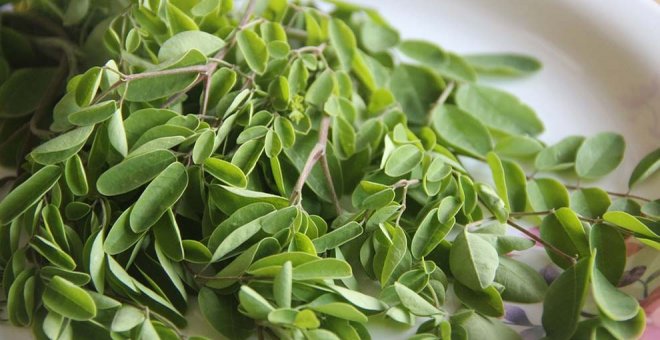 La moringa, superalimento que aporta nutrientes, antioxidantes y aminoácidos esenciales 