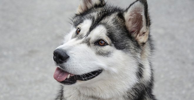 Condenado un vecino de Requejada a siete meses de prisión por un delito de maltrato animal 