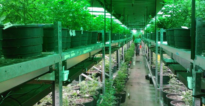 El gigante del cannabis en EEUU entra en España con la compra de una empresa con licencia para cultivar