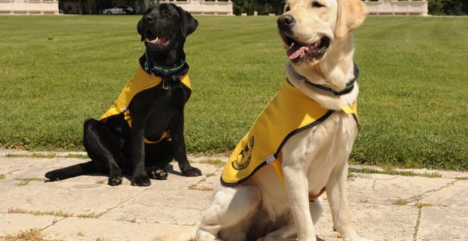 La ONCE entrega más de 130 perros guía en el último año a pesar de la pandemia