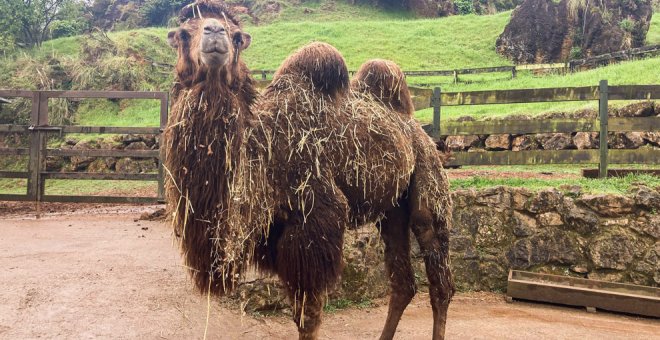 Llega a Cabárceno un camello bactriano con fines reproductivos