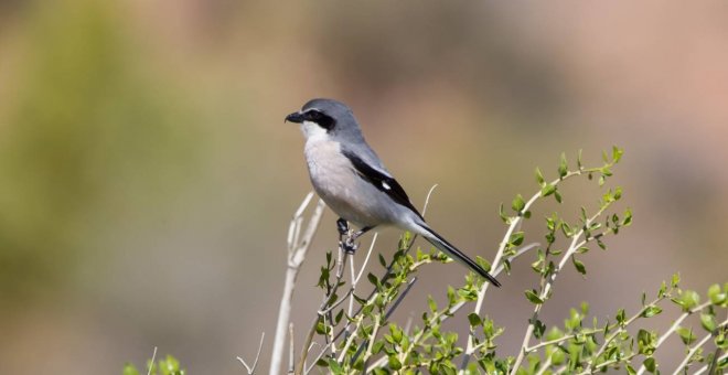 El 37% de aves comunes en España se encuentra en una situación desfavorable