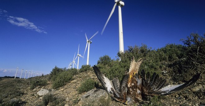 Más de cien grandes aves y rapaces protegidas mueren en diez meses en un parque eólico de Navarra