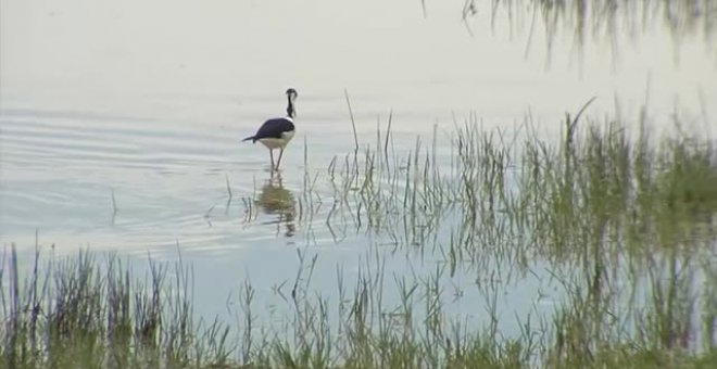 El cambio climático ha modificado los hábitos de las aves migratorias