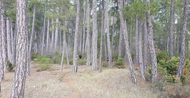 Iniciativas para restaurar naturaleza arrasada por Filomena e incendios