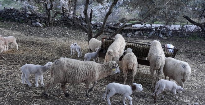 Un rebaño de calidad: Cinco generaciones criando ovejas de Grazalema