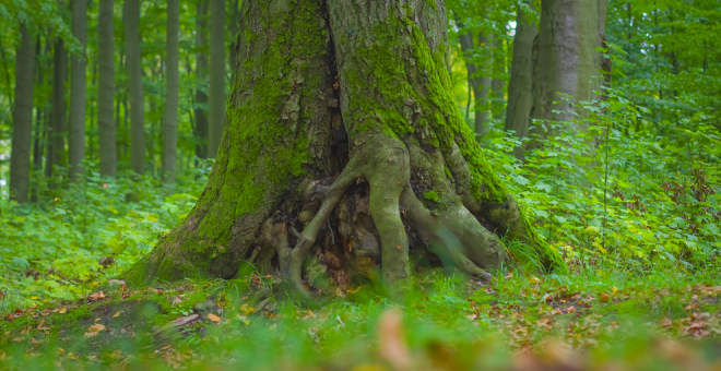 Un viaje por los bosques para conocer a los personajes de la mitología cántabra