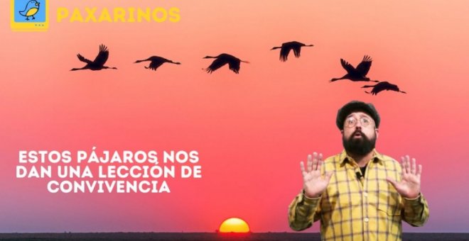 NORTES retransmitirá en directo "Paxarinos", el primer programa sobre aves en streaming