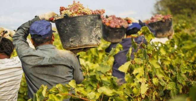 Castilla-La Mancha lanza una línea de ayudas para trabajar en el campo sin salir de la región