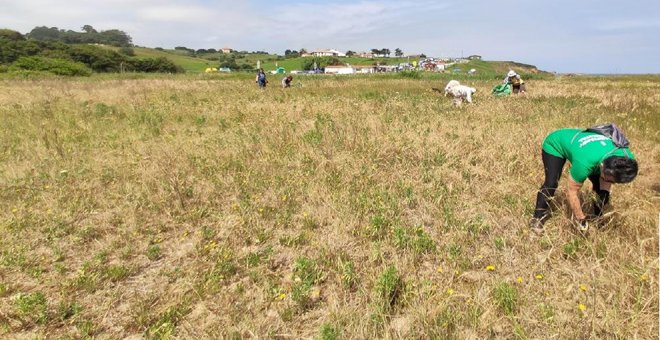 Noja acoge una actuación de voluntariado para eliminar plantas invasoras en las dunas de la playa de Helgueras