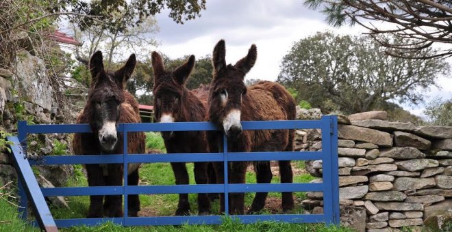 Burros zamorano-leoneses que cuidan a las personas (y a las vacas)