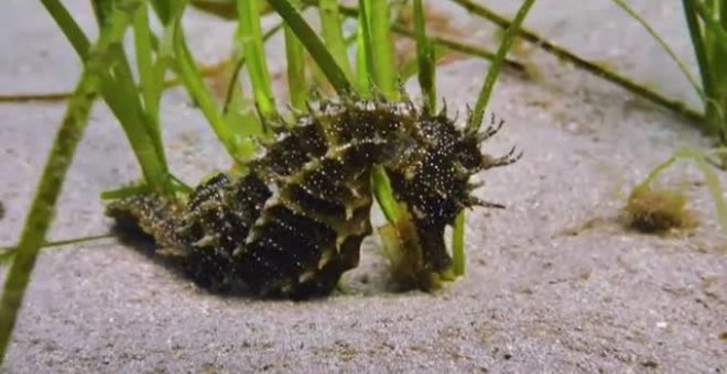 Biológos británicos encuentran en las profundidades en Plymouth un caballito espinoso