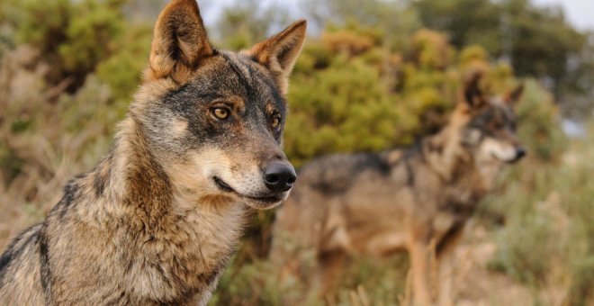 Cantabria alega contra la inclusión del lobo en el Lespre por su "falta de justificación"