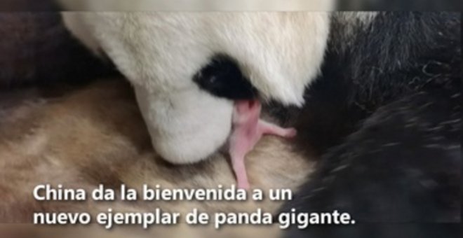 Un nuevo ejemplar de panda gigante nace en China