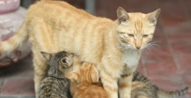 Un rescatador de gatos en China busca familias para adoptar a los felinos