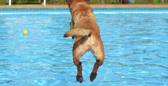 Empiezan las vacaciones, ¿cómo afecta el calor a tu mascota?