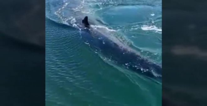 La ballena que no quería estar en un club náutico