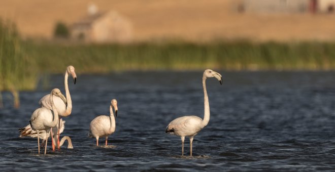 Flamencos electrocutados en Ibiza y Formentera: cómo proteger a las aves en sintonía con la naturaleza