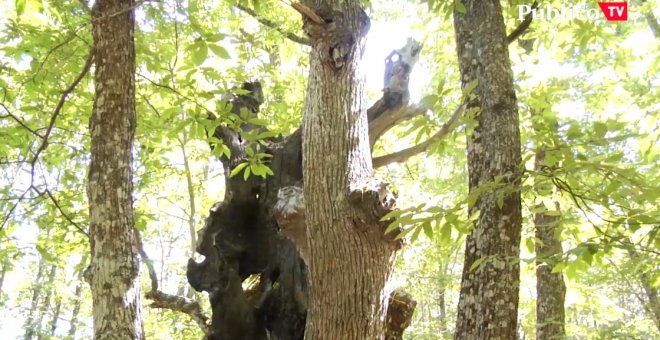 El castañar de El Tiemblo, una reserva natural gestionada "como un merendero"