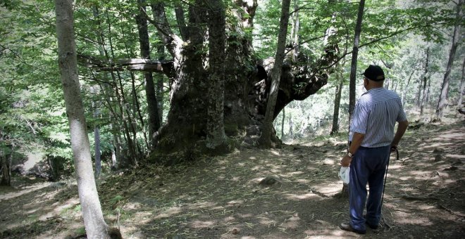 El castañar de El Tiemblo, una reserva natural en peligro gestionada "como un merendero"