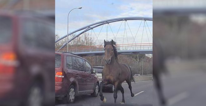 Un caballo descontrolado obliga a paralizar el tráfico en una carretera de Consuegra