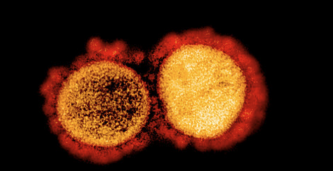 Principia Marsupia - Hacia una vacuna única frente a todos los coronavirus