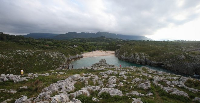 La nueva fiebre del eucalipto empieza en Cuevas del Mar