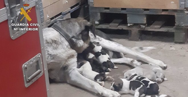 Abandona a cinco cachorros de mastín bajo un puente y sin posibilidad de supervivencia en Viso del Marqués