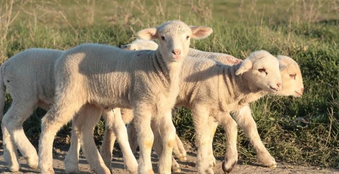 Corderos fantasmas y tierras okupadas: la millonaria picaresca agraria en torno a los fondos de la UE