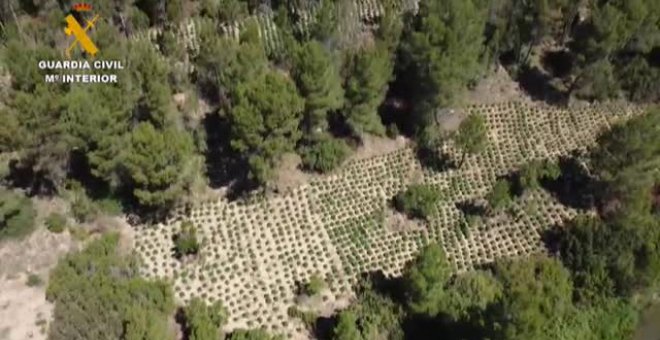 Incautadas más de 29.000 plantas de marihuana en Valencia