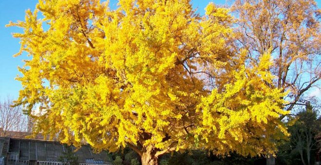 El Ginko como símbolo de la vida