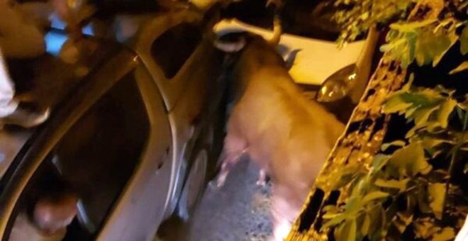 Arrollan y matan a golpes con coches a un toro en Brihuega tras escapar de la plaza