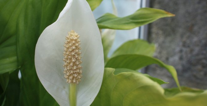 Las plantas ornamentales más fáciles de cuidar