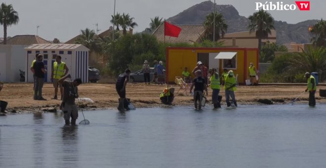 Cierran ocho playas de La Manga para retirar peces muertos del Mar Menor