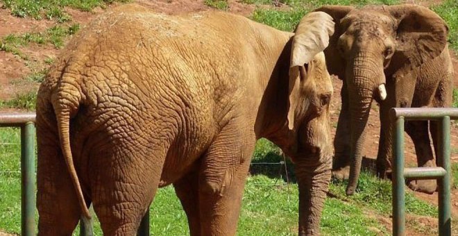 Cabárceno cede un elefante africano con fines reproductivos a un parque de Países Bajos