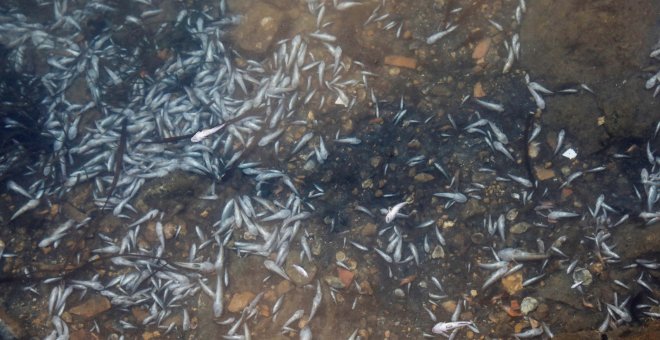 Más de 4,5 toneladas de peces y crustáceos muertos en el Mar Menor en ocho días