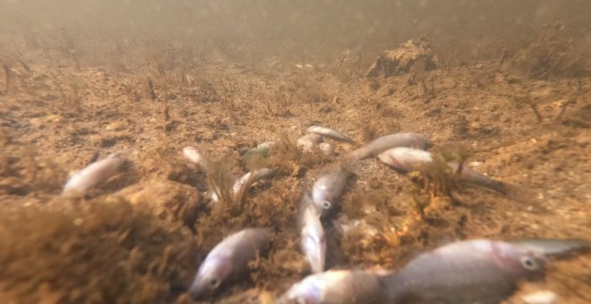 La muerte del Mar Menor es culpa del trasvase Tajo-Segura, afirma Greenpeace