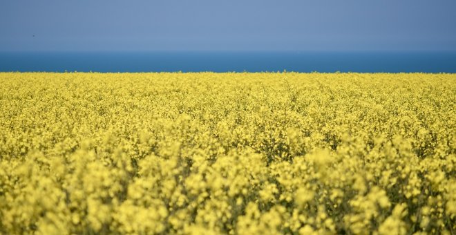 Aceite de colza: ¿Por qué tiene tan mala fama?