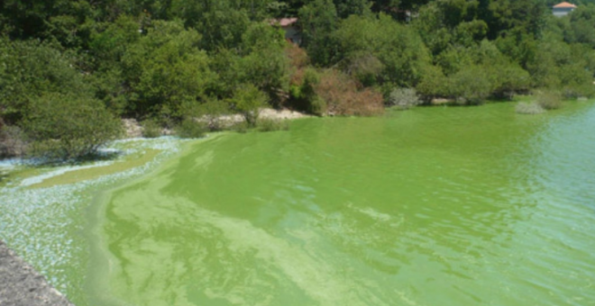 La Manga gallega está en As Conchas, el embalse de A Limia intoxicado por la ganadería intensiva que promueve Coren