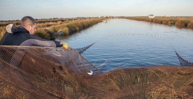 Cría sostenible de pescado en los Esteros del Guadalquivir