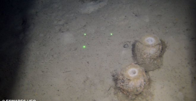 Descubierto un campo de esponjas en la Bahía de Santander con una densidad "no observada antes"