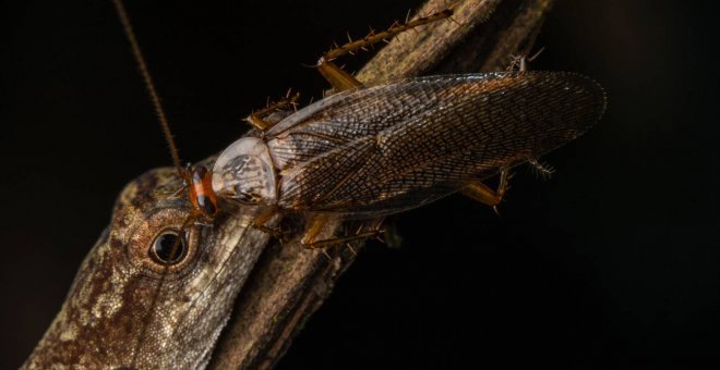 La primera cucaracha que se alimenta de lágrimas de lagartija