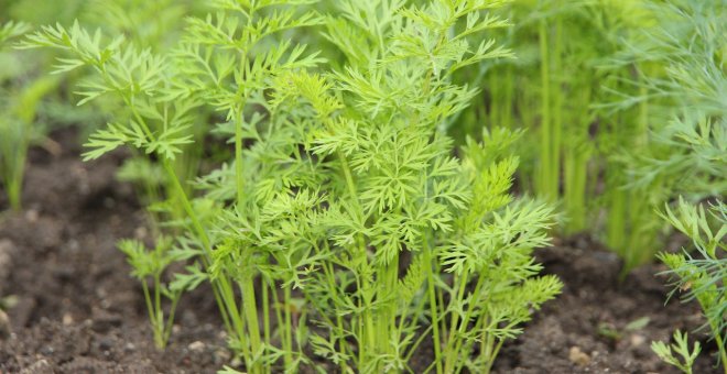 Las plantas más sencillas para tu pequeño huerto casero