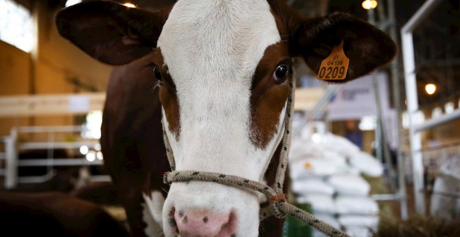 Cómo contaminar menos enseñando a las vacas a ir al baño