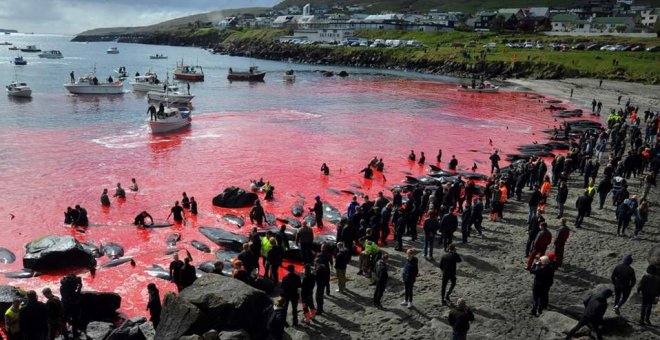 Las Islas Feroe evaluarán la caza de delfines tras la polémica por la matanza de un millar de ejemplares