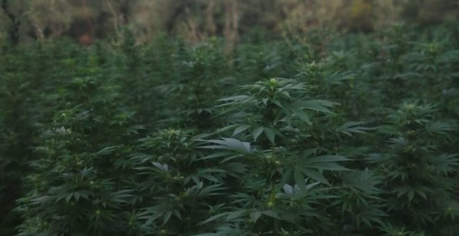 La forta expansió dels cultius de marihuana a Ponent consolida Catalunya com la principal productora d'Europa