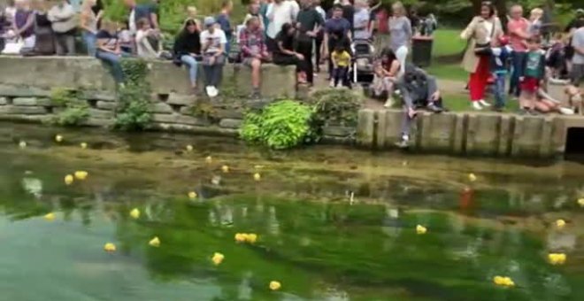 Cuatro mil patitos de goma compiten en Canterbury por ver quien es el más rápido