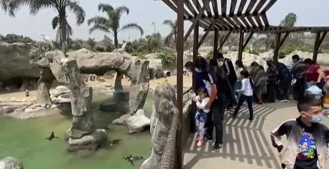 Nacen 8 crías de pingüinos de Humboldt en el zoo de Huachipa en Lima, Perú