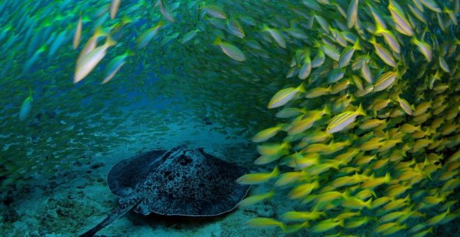 Ciencia, cine, música, gastronomía y fotografía en Mar de Mares