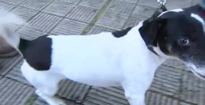 Buscan casas de acogida para las mascotas de los desalojados en La Palma